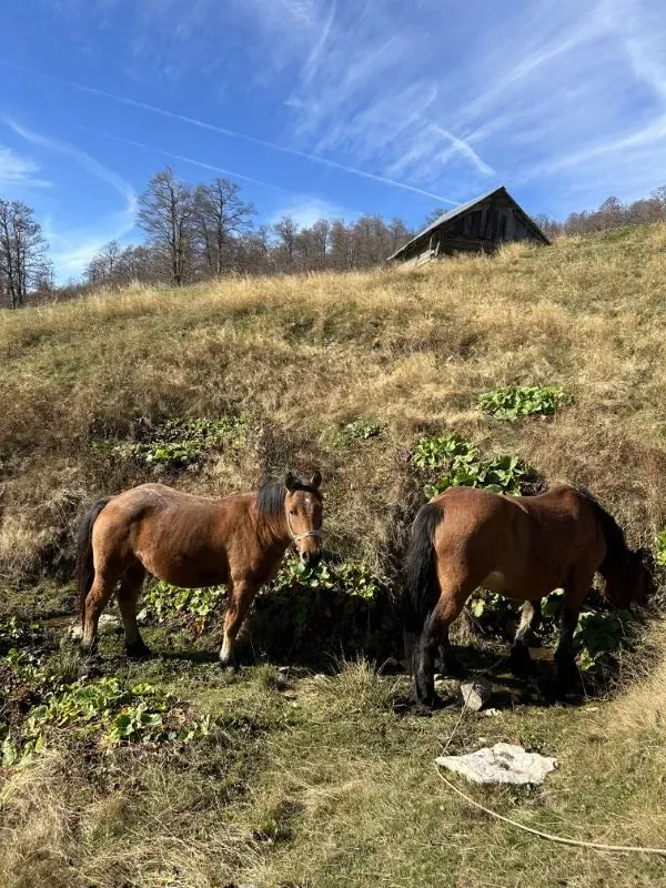 Two horses grazing near a cottage